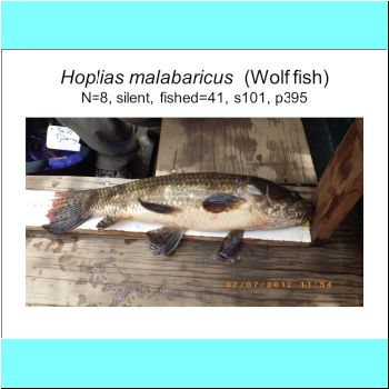 Hoplias malabaricus.png